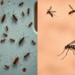 حماية أساسات منزلك من التلف | أفضل شركة مكافحة النمل الابيض والعتة بجدة